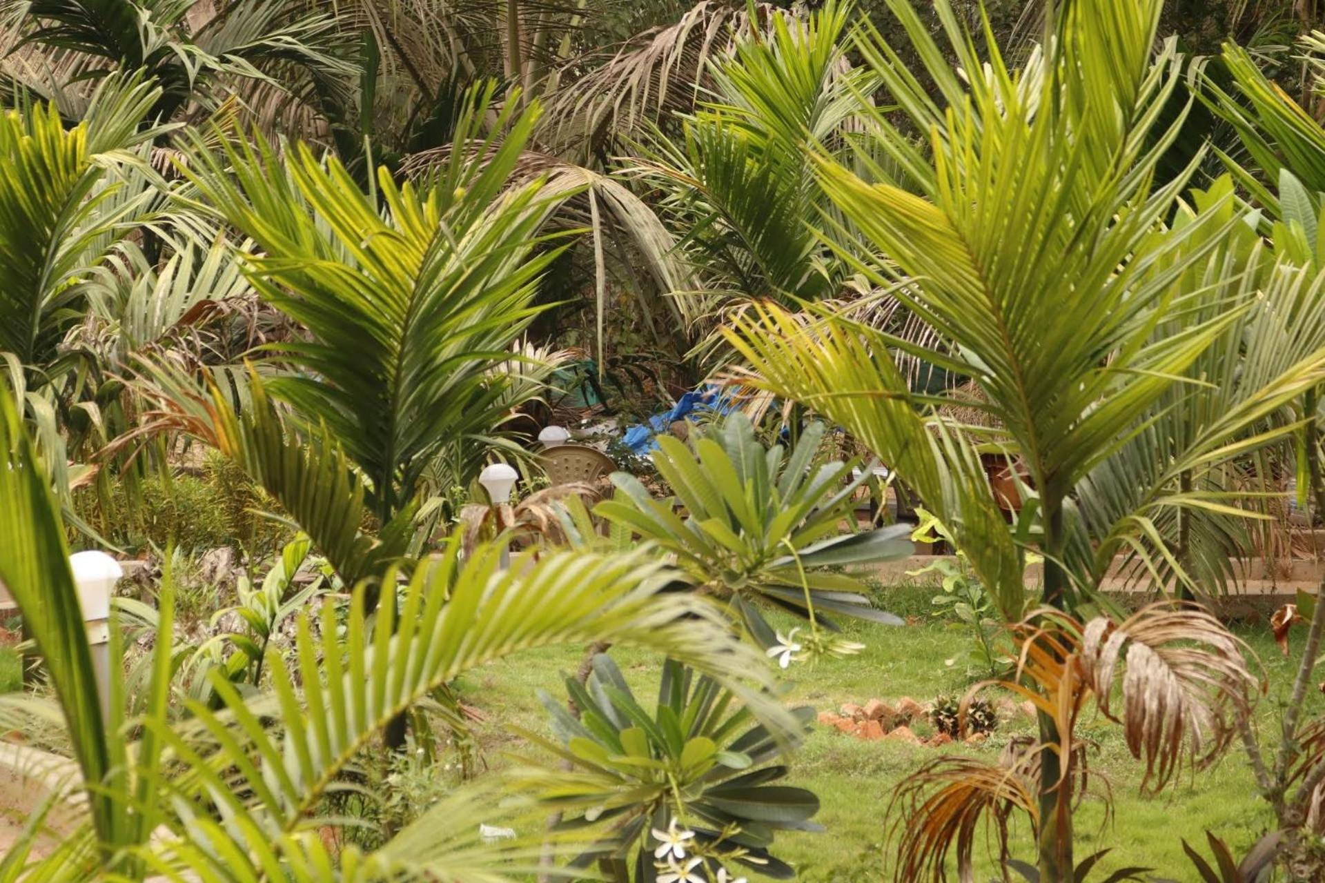 Lavish Exotic Hotel & Apartments Arambol Eksteriør bilde